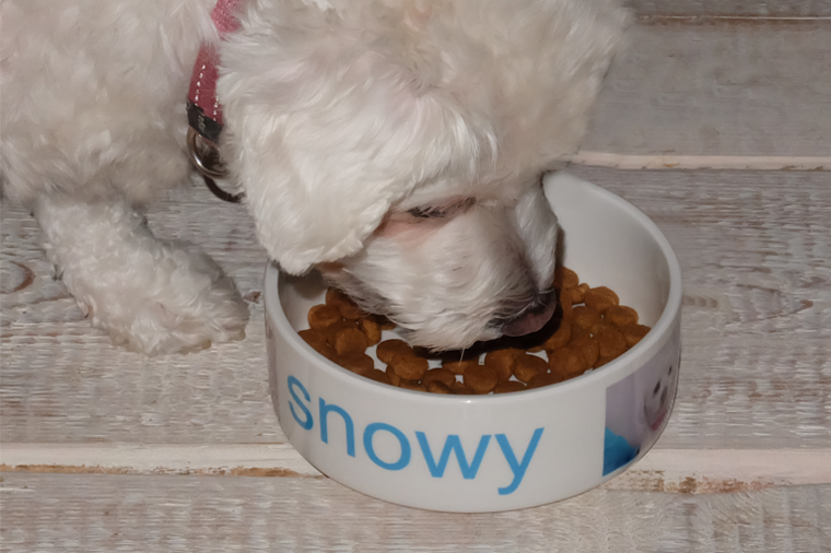 hond-aan-het-eten